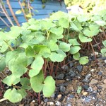 そば舎 あお - 蕎麦の芽 アップ