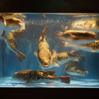 [Freshly prepared] Fugu from the fish tank is prepared after receiving your order.