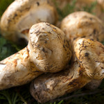 日本酒商店 YODARE - 