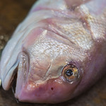 うを徳 - 紀州（きいのくに）八幡濱（やはたはま）の白尼鯛（しろあまだひ、=しらかは）、九百六十匁（≒3.6kg）