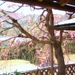 五十鈴茶屋 - 枝垂れ桜