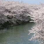舞花 - 花見をして帰りました＾＾