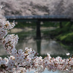 Maika - 奈良にはこんな素晴らしいお花見スポットが！