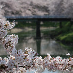 舞花 - 奈良にはこんな素晴らしいお花見スポットが！