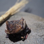 茶禅華 - 小鳩　胸肉　台湾香辛料《馬告》焼き