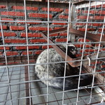 Mataram Loewak Coffee - 1709_Mataram Loewak Coffee_ジャコウネコ