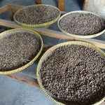 Mataram Loewak Coffee - 1709_Mataram Loewak Coffee_乾燥中