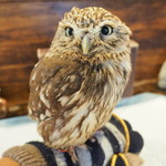 パクチーバル 8889 - コキメンフクロウのジョプリン