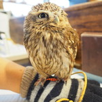 パクチーバル 8889 - コキメンフクロウのジョプリン