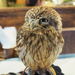 パクチーバル 8889 - コキメンフクロウのジョプリン