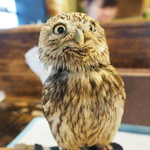 パクチーバル 8889 - コキメンフクロウのジョプリン