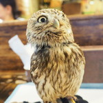 パクチーバル 8889 - コキメンフクロウのジョプリン