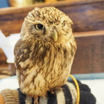 パクチーバル 8889 - コキメンフクロウのジョプリン