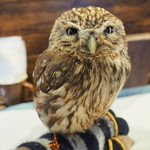 パクチーバル 8889 - コキメンフクロウのジョプリン