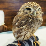 パクチーバル 8889 - コキメンフクロウのジョプリン