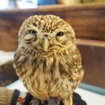 パクチーバル 8889 - コキメンフクロウのジョプリン