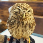 パクチーバル 8889 - コキメンフクロウのジョプリン