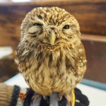 パクチーバル 8889 - コキメンフクロウのジョプリン