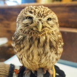 パクチーバル 8889 - コキメンフクロウのジョプリン