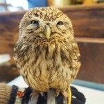 パクチーバル 8889 - コキメンフクロウのジョプリン