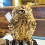 パクチーバル 8889 - コキメンフクロウのジョプリン