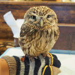 パクチーバル 8889 - コキメンフクロウのジョプリン