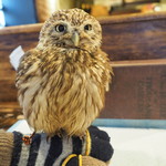 パクチーバル 8889 - コキメンフクロウのジョプリン