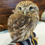 パクチーバル 8889 - コキメンフクロウのジョプリン