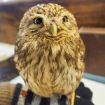 パクチーバル 8889 - コキメンフクロウのジョプリン