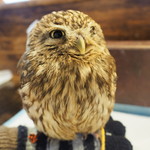 パクチーバル 8889 - コキメンフクロウのジョプリン