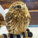 パクチーバル 8889 - コキメンフクロウのジョプリン