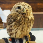 パクチーバル 8889 - コキメンフクロウのジョプリン