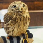 パクチーバル 8889 - コキメンフクロウのジョプリン