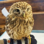 パクチーバル 8889 - コキメンフクロウのジョプリン