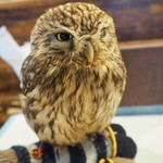 パクチーバル 8889 - コキメンフクロウのジョプリン