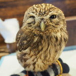 パクチーバル 8889 - コキメンフクロウのジョプリン