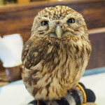 パクチーバル 8889 - コキメンフクロウのジョプリン