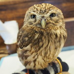 パクチーバル 8889 - コキメンフクロウのジョプリン