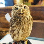 パクチーバル 8889 - コキメンフクロウのジョプリン