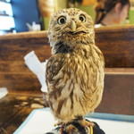 パクチーバル 8889 - コキメンフクロウのジョプリン