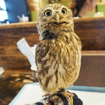 パクチーバル 8889 - コキメンフクロウのジョプリン