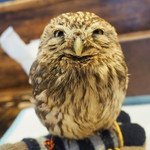 パクチーバル 8889 - コキメンフクロウのジョプリン
