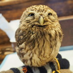 パクチーバル 8889 - コキメンフクロウのジョプリン