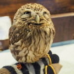 パクチーバル 8889 - コキメンフクロウのジョプリン