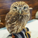 パクチーバル 8889 - コキメンフクロウのジョプリン