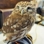 パクチーバル 8889 - コキメンフクロウのジョプリン