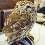 パクチーバル 8889 - コキメンフクロウのジョプリン