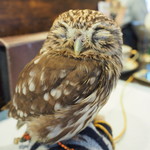 パクチーバル 8889 - コキメンフクロウのジョプリン