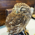 パクチーバル 8889 - コキメンフクロウのジョプリン