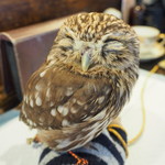 パクチーバル 8889 - コキメンフクロウのジョプリン